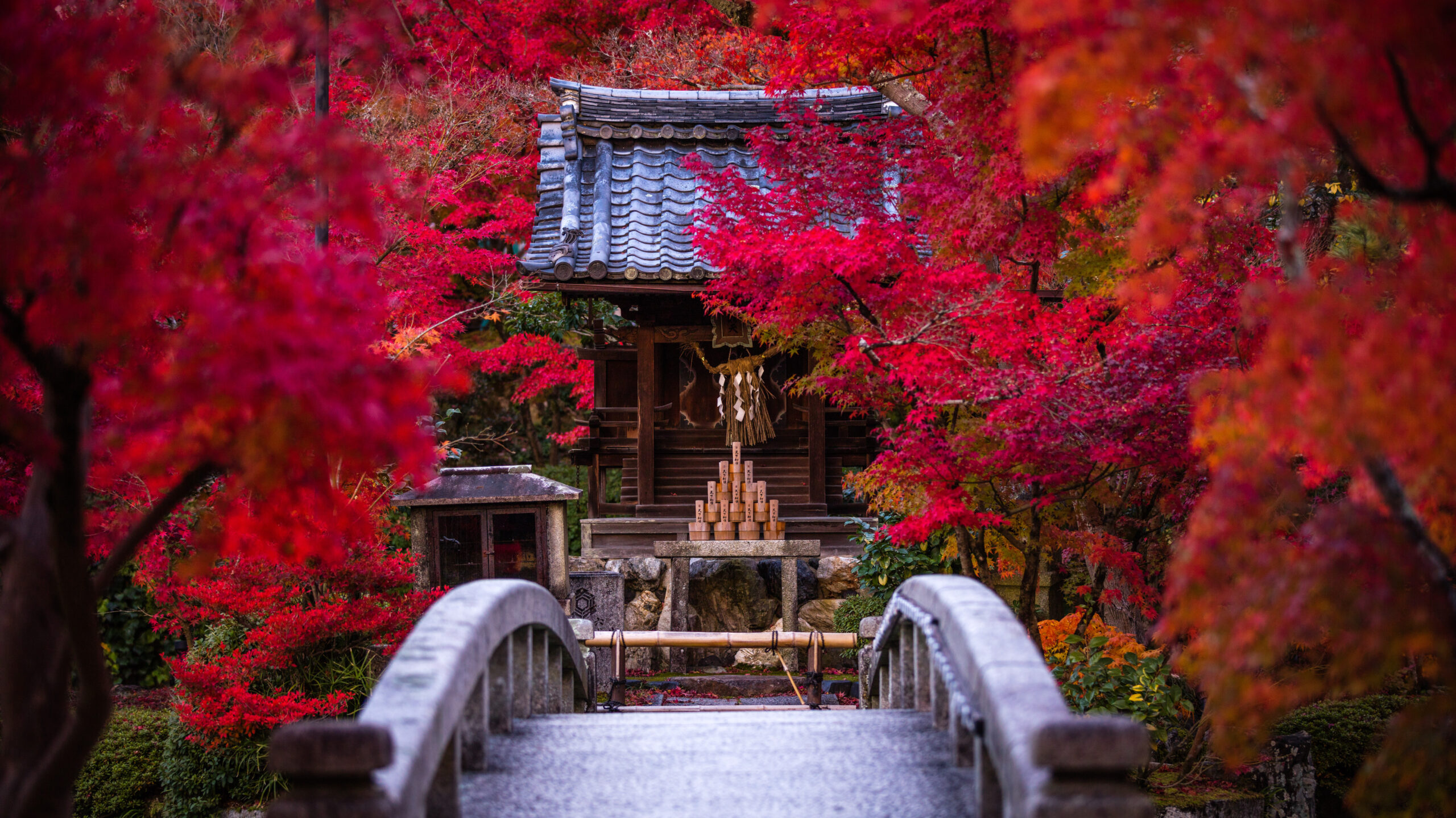 モミジの永観堂